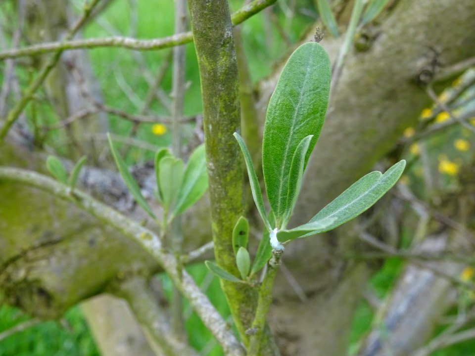 Feuilles de l' Olivier, Olea europaea, Oléacées 