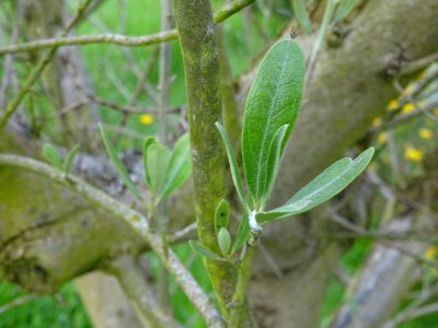 Feuilles de l' Olivier, Olea europaea, Oléacées 