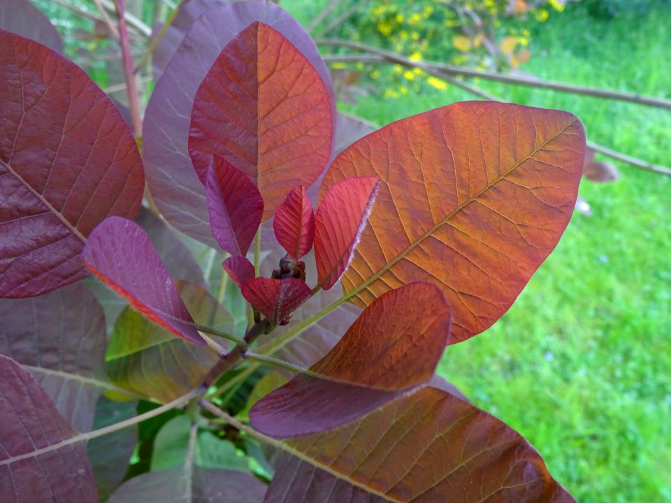 Fustet pourpre, Cotinus coggygria 'royal purple', Anacardi… 