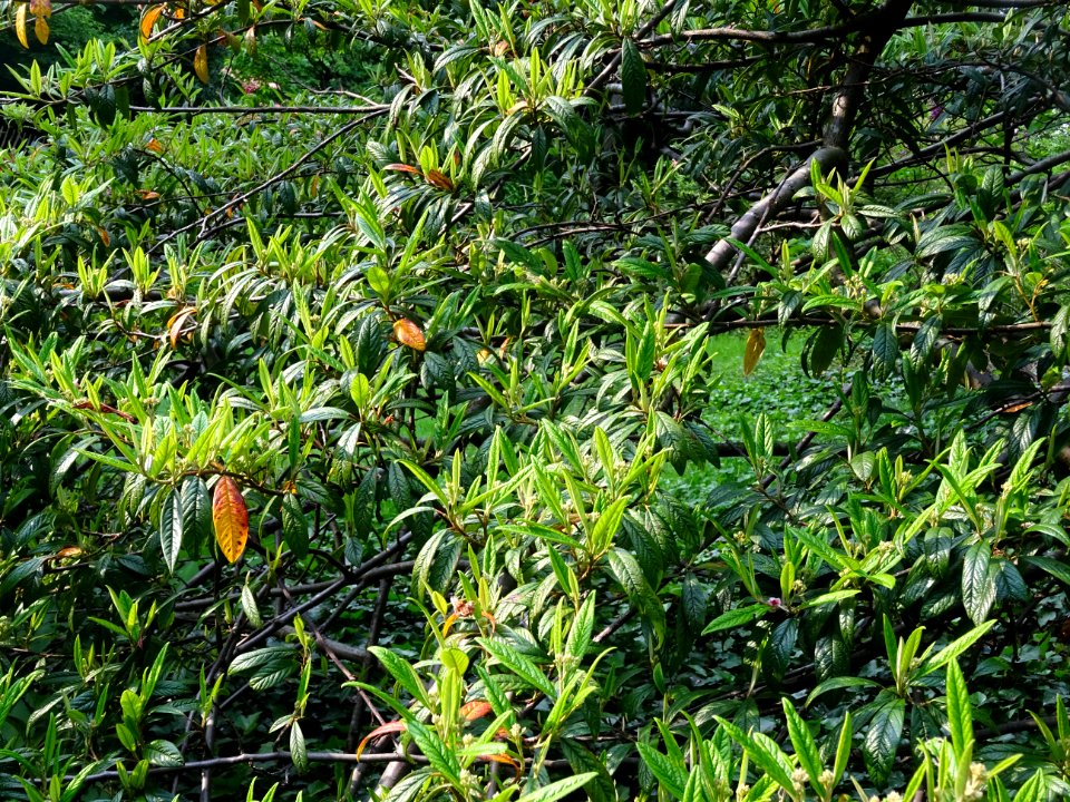Cotonéastre à feuilles de saule, Cotoneaster salicifolius,… 