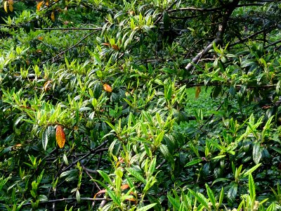 Cotonéastre à feuilles de saule, Cotoneaster salicifolius,… 