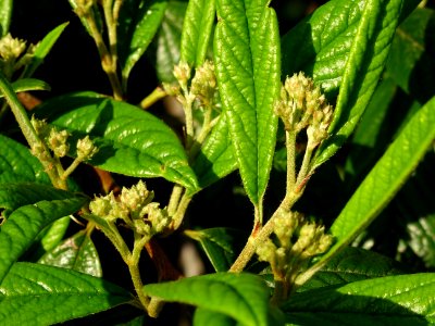 Cotonéastre à feuilles de saule, Cotoneaster salicifolius,… 