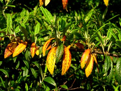 Cotonéastre à feuilles de saule, Cotoneaster salicifolius,… 