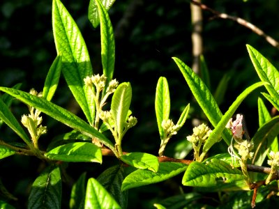 Cotonéastre à feuilles de saule, Cotoneaster salicifolius,… 