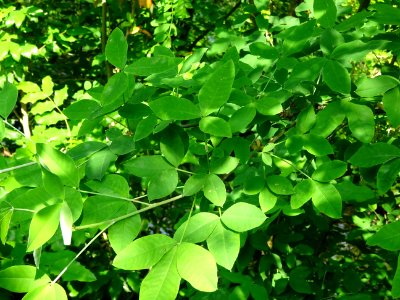 Feuilles du Cytise à grappes ou faux ébénier, Laburnum ana… 