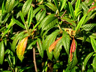 Cotonéastre à feuilles de saule, Cotoneaster salicifolius,… 