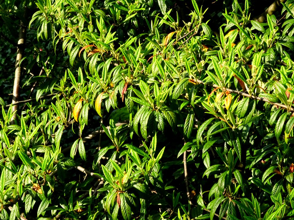Cotonéastre à feuilles de saule, Cotoneaster salicifolius,… 
