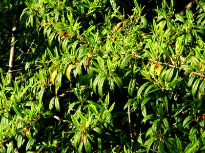 Cotonéastre à feuilles de saule, Cotoneaster salicifolius,… 