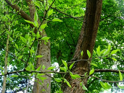 Oranger des Osages, Maclura pomifera, Moracées 