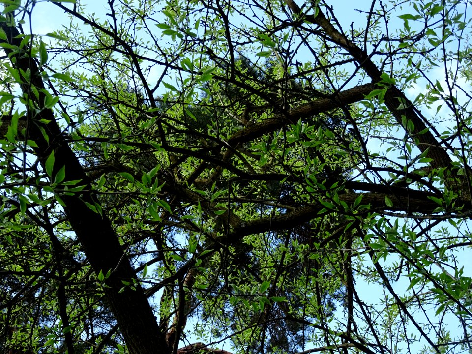 Oranger des Osages, Maclura pomifera, Moracées 