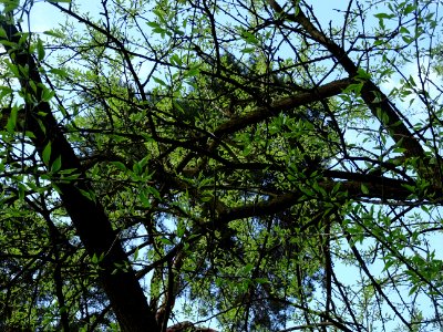 Oranger des Osages, Maclura pomifera, Moracées 