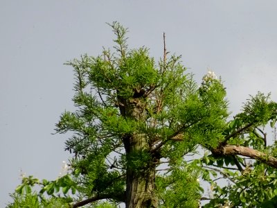 La cime étêtée d'un Cyprès chauve des marécages, Taxodium … 