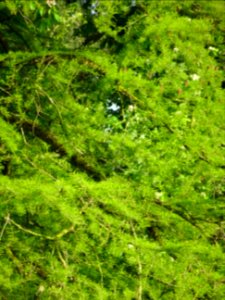 Rameaux feuillus du Cyprès chauve des marécages, Taxodium … 