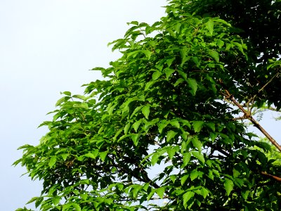 Erable gris, Acer griseum, Aceracées 