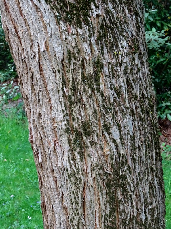 Tronc de l' Oranger des Osages, Maclura pomifera, Moracées… 