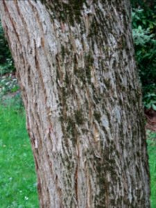 Tronc de l' Oranger des Osages, Maclura pomifera, Moracées… 