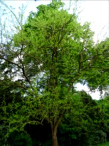 Oranger des Osages, Maclura pomifera, Moracées 