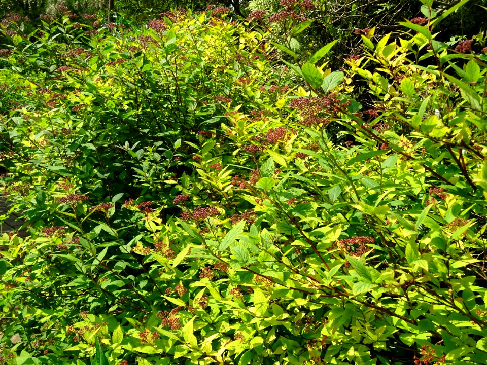 Spirée du Japon, Spirea japonica, Rosacées 