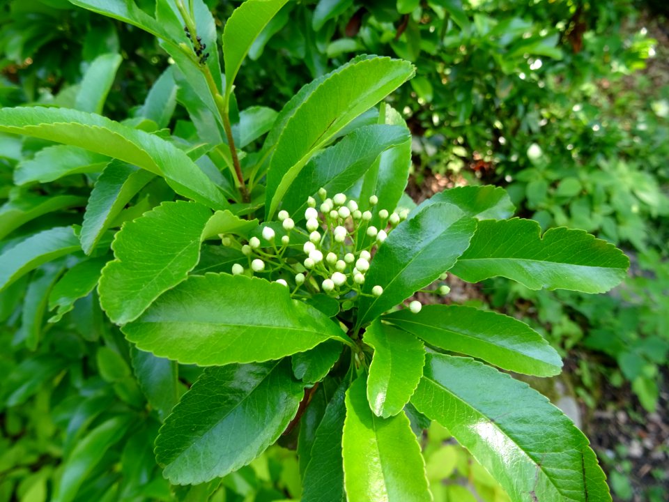 Buisson ardent, Pyracantha, Rosacées 