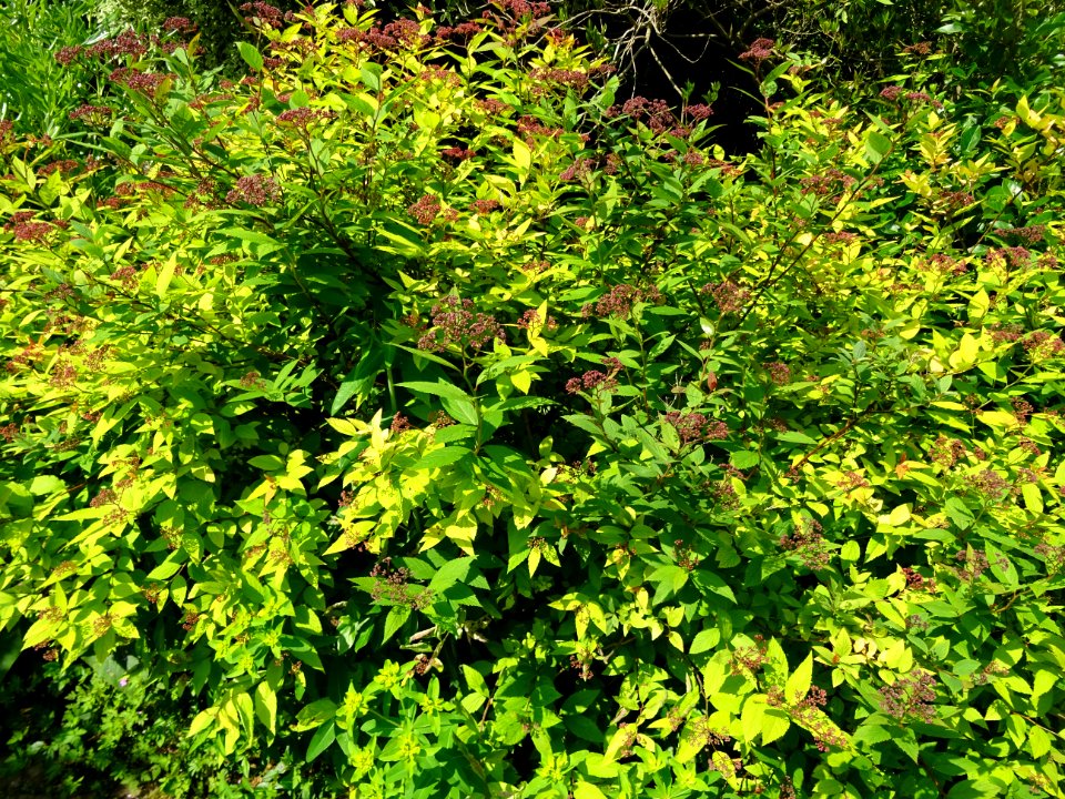 Spirée du Japon, Spirea japonica, Rosacées 