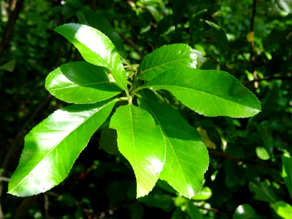 Buisson ardent, Pyracantha, Rosacées 