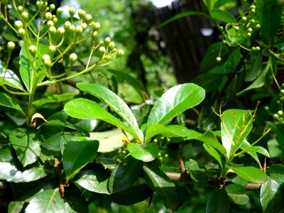 Buisson ardent, Pyracantha, Rosacées 