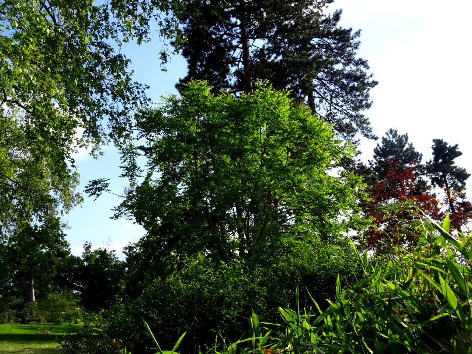 Savonnier, Koelreuteria paniculata, Sapindacées 