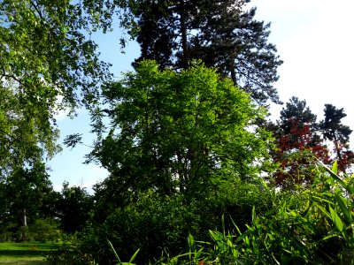 Savonnier, Koelreuteria paniculata, Sapindacées 