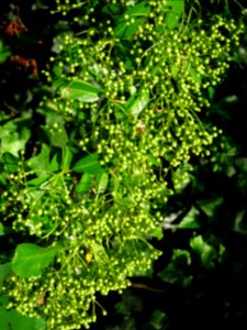 Buisson ardent, Pyracantha, Rosacées 