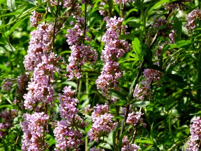 Arbre aux papillons à feuilles alternes, Buddleja alternif… 