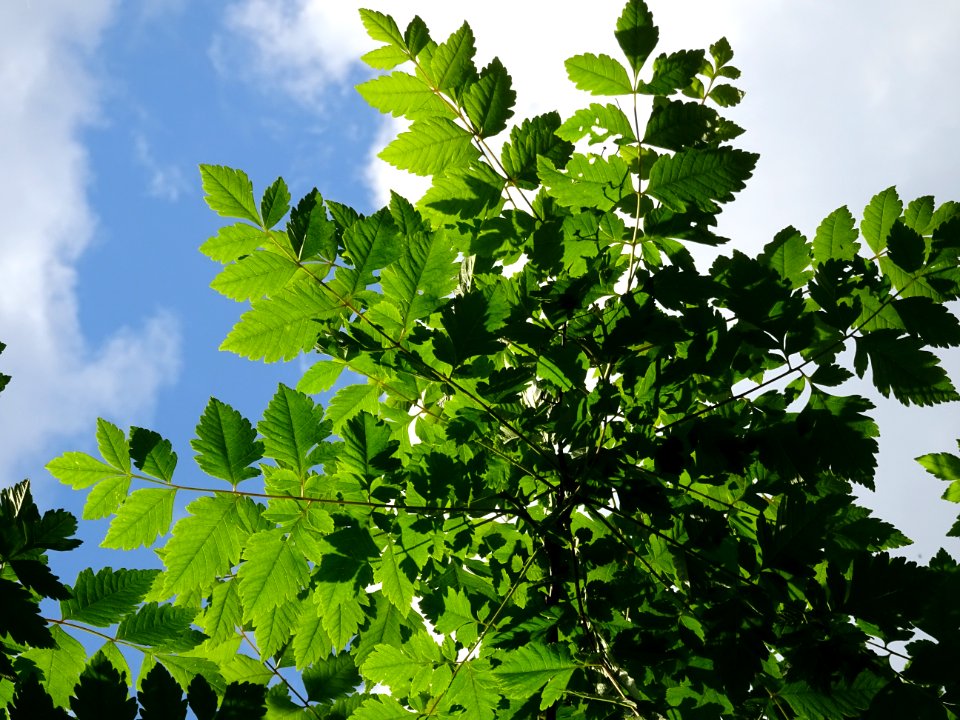Feuilles de Savonnier, Koelreuteria paniculata, Sapindacée… 