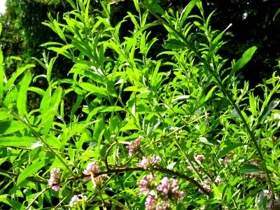 Arbre aux papillons à feuilles alternes, Buddleja alternif… 