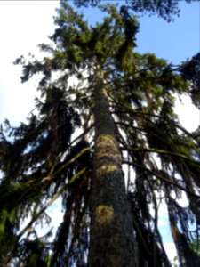 Tronc et branches de l'Epicéa commun, Picea abies, Pinacée… 