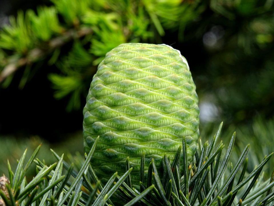 Cône femelle du Cèdre du Liban, Cedrus libani, Pinacées 