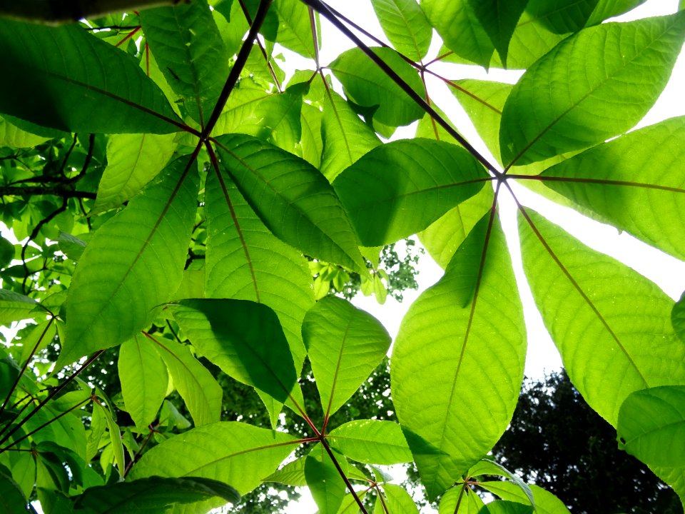 Feuilles du Marronnier nain ou Pavier blanc, Aesculus parv… 