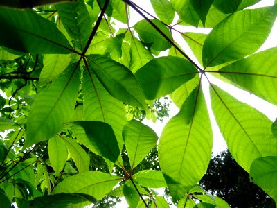 Feuilles du Marronnier nain ou Pavier blanc, Aesculus parv… 