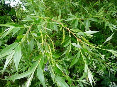 Saule pleureur, Salix babylonica, Salicacées 