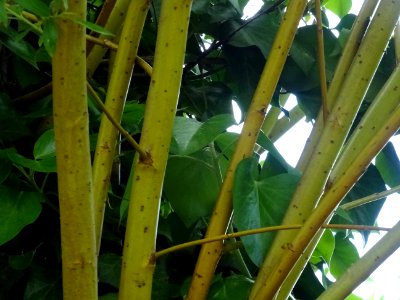 Saule pleureur, Salix babylonica, Salicacées 