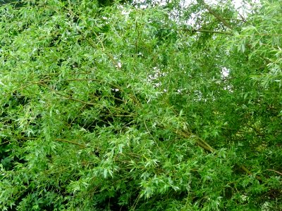Saule pleureur, Salix babylonica, Salicacées 