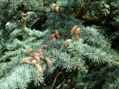 Cônes mâles du Cèdre du Liban, Cedrus libani, Pinacées 