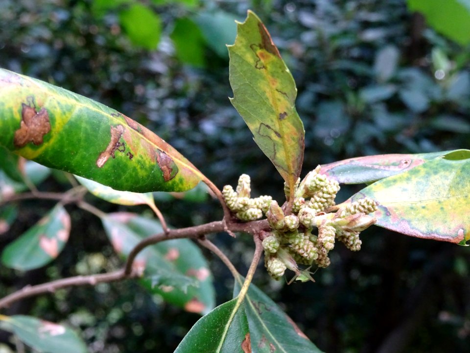 Feuilles et inflorescences de Chêne vert, Quercus ilex, Fa… 