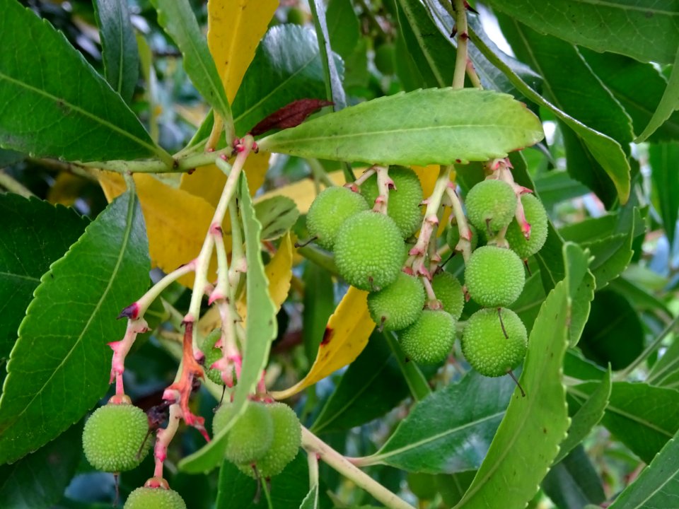 Arbouses immatures de l'Arbousier commun, Arbutus unedo, E… 