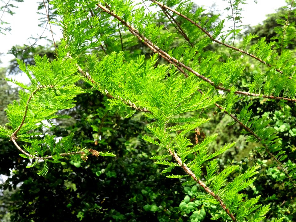 Rameaux feuillus de Cyprès chauve des marécages, Taxodium … 