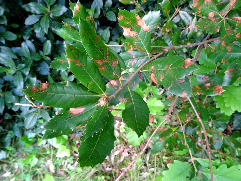 Feuilles de Chêne vert, Quercus ilex, Fagacées 
