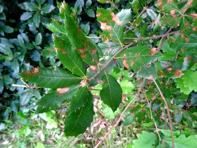 Feuilles de Chêne vert, Quercus ilex, Fagacées 