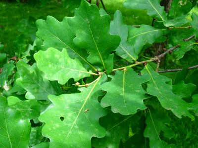 Feuilles du Chêne pédonculé, Quercus robur, Fagacées 
