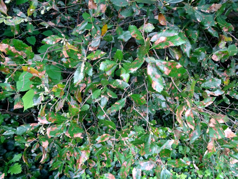 Feuilles de Chêne vert, Quercus ilex, Fagacées 