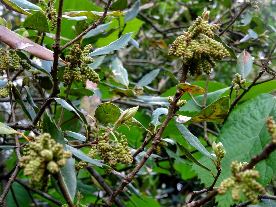 Feuilles et inflorescences de Chêne vert, Quercus ilex, Fa… 