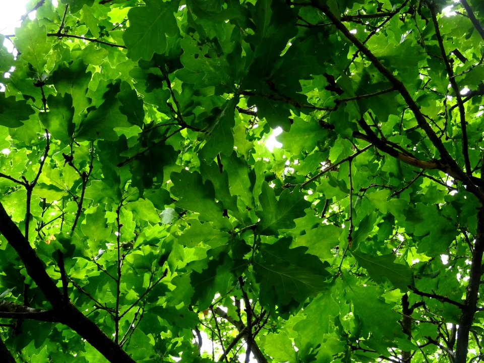 Feuilles du Chêne pédonculé, Quercus robur, Fagacées 