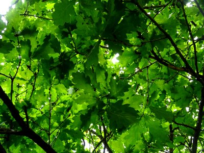 Feuilles du Chêne pédonculé, Quercus robur, Fagacées photo